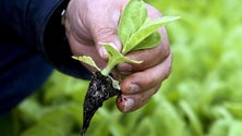 Madeira e Açores assinam texto sobre Política Agrícola Comum pós-2020