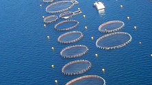 Imagem de Instalação de 14 jaulas vai triplicar produção de dourada nos mares do Campanário