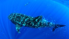 Tubarão baleia influencia positivamente a pesca do atum (Vídeo)