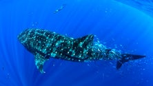 Imagem de Tubarão baleia influencia positivamente a pesca do atum (Vídeo)