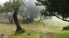 Imagem de Madeirenses aproveitam a natureza em tempos de desconfinamento (Vídeo)