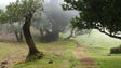 Imagem de Madeirenses aproveitam a natureza em tempos de desconfinamento (Vídeo)