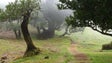Madeirenses aproveitam a natureza em tempos de desconfinamento (Vídeo)