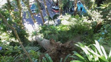 Imagem de Moradores do Monte garantem queixas na Câmara desde 2004