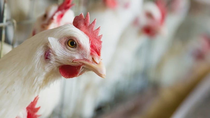Imagem de França proíbe venda de ovos de galinhas em gaiolas a partir de 2022