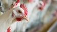 França proíbe venda de ovos de galinhas em gaiolas a partir de 2022