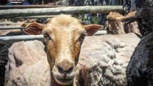 Imagem de Madeira quer recuperar currais de tosquias enquanto produto turístico