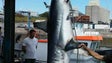 Tubarão de 300kg capturado na Madeira