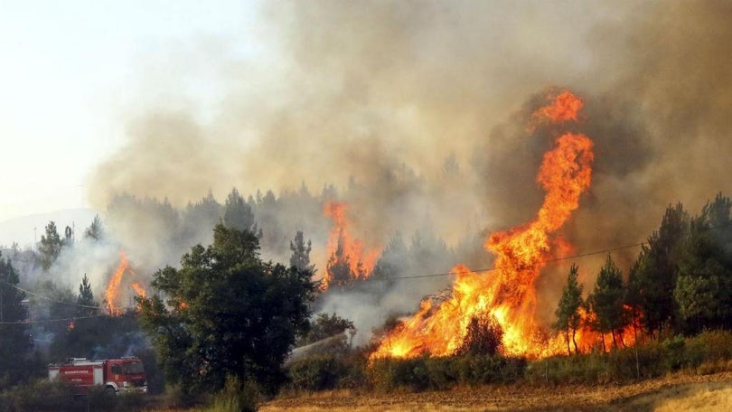 Imagem de Incêndios: Portugal é o campeão europeu onde todos os anos arde mais de 3% da floresta – WWF