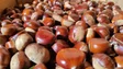 Imagem de Maturação da castanha do Curral das Freiras vai sofrer duas semanas de atraso (áudio)