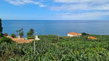 Imagem de Total de banana comercializada é menor este ano em comparação ao mesmo período de 2022