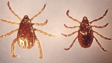 Imagem de Descoberta como bactéria da febre da carraça escapa ao sistema imunitário
