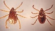 Imagem de Descoberta como bactéria da febre da carraça escapa ao sistema imunitário