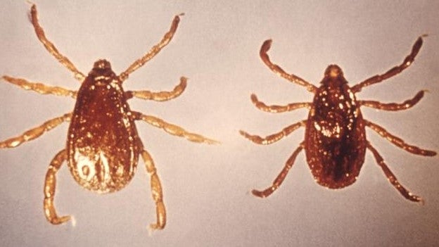 Imagem de Descoberta como bactéria da febre da carraça escapa ao sistema imunitário