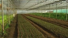 Técnicos cabo-verdianos adquirem conhecimentos agrícolas nos Açores (Vídeo)