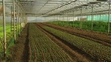 Imagem de Técnicos cabo-verdianos adquirem conhecimentos agrícolas nos Açores (Vídeo)