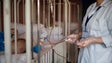 Imagem de Enfermeiros de saúde materna e obstetrícia da Madeira juntam-se a protesto nacional