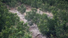 Imagem de Iraque vai plantar cinco milhões de árvores para combater desertificação