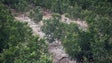 Imagem de Iraque vai plantar cinco milhões de árvores para combater desertificação