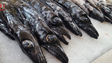 Este ano já foram pescadas 500 toneladas de peixe-espada preto