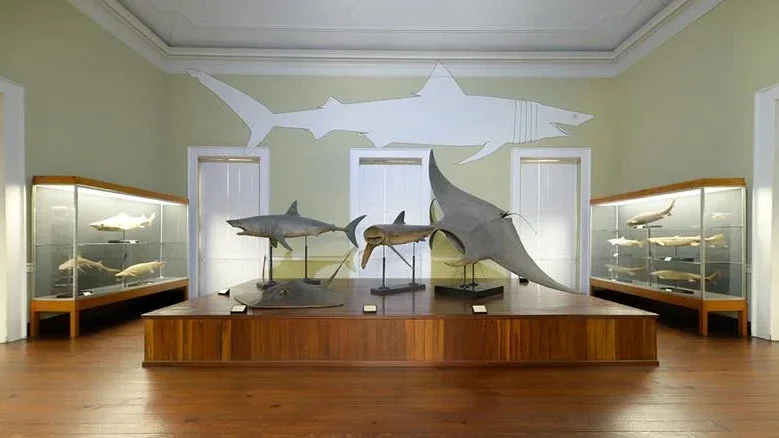 Imagem de Museu de História Natural do Funchal continua com entrada grátis