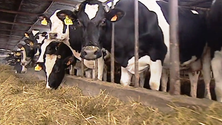 Imagem de Jorge Rita manifesta-se sobre transporte de animais de produção (Vídeo)