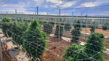 Imagem de Portugal tem a maior plantação de canábis medicinal da Europa