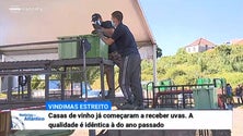 Imagem de Viticultores preveem uma ligeira quebra na safra de uvas (Vídeo)