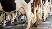 Imagem de Unileite defende que aumento da produção desvaloriza o produto (Vídeo)
