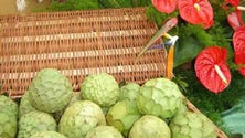 Imagem de Centro Agrário de Santana será transformado num pólo de experimentação de sementes antigas (Vídeo)