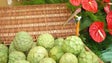 Imagem de Centro Agrário de Santana será transformado num pólo de experimentação de sementes antigas (Vídeo)