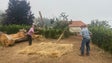 Agricultores do Jardim da Serra recriam tradições como a ceifa do trigo (vídeo)