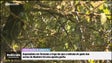 Imagem de Retirada de pastoreio das serras da Madeira foi aposta ganha (vídeo)