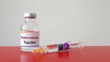 Imagem de Novos estudos indicam que a vacina contra a tuberculose pode evitar sintomas graves de Covid-19