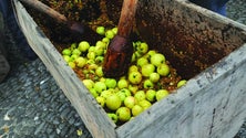 Imagem de Produção de sidra aumentou (áudio)
