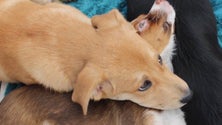 Imagem de Cães chegaram muito assustados à SPAD