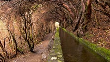 Imagem de Madeira vai ter novos percursos pedestres recomendados