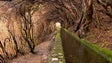 Imagem de Madeira vai ter novos percursos pedestres recomendados