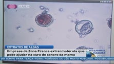 Empresa da Madeira procura nas algas tratamento para o cancro da mama