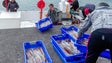 Imagem de Promulgado diploma que cria linha de crédito para o setor da pesca