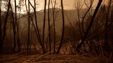 Imagem de Proteção Civil dá como extinto fogo na Madeira