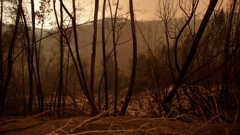 Imagem de Proteção Civil dá como extinto fogo na Madeira