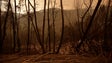Proteção Civil dá como extinto fogo na Madeira