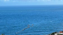 Imagem de Mau tempo deixa «jaulas» da aquacultura ao sabor da corrente (vídeo)