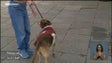 Imagem de Funchal acolhe a segunda edição do evento «Causa Animal» (vídeo)