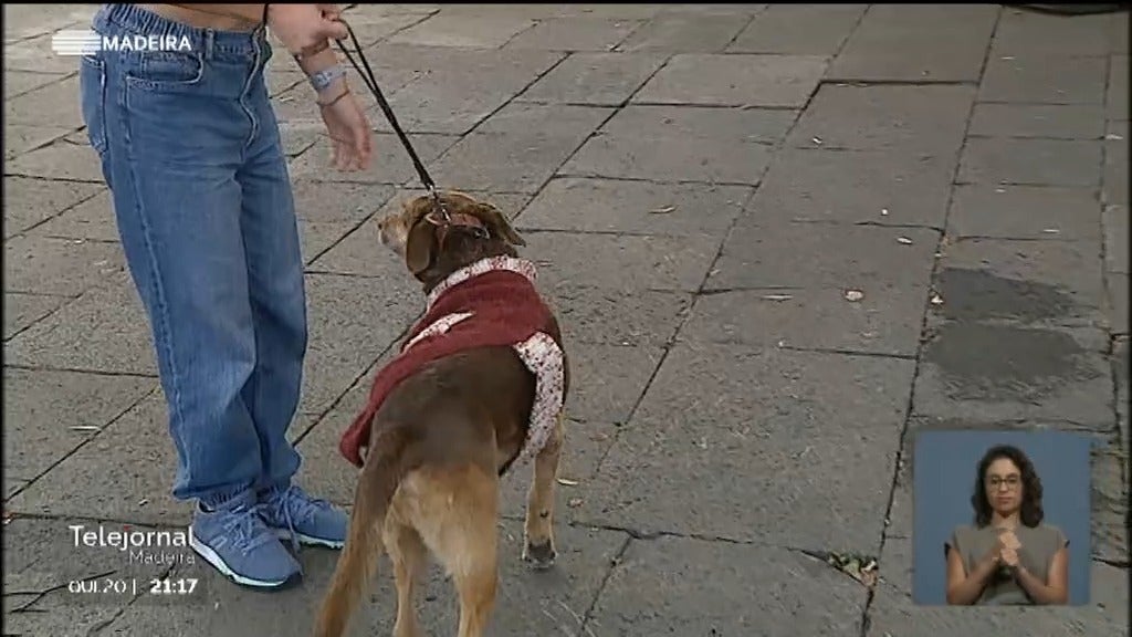 Funchal acolhe a segunda edição do evento «Causa Animal» (vídeo) -  Sociedade - RTP Madeira - RTP