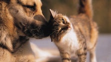 Imagem de Todos os municípios da Madeira estão a aplicar lei que proíbe eutanásia de animais