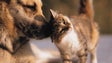 Imagem de Todos os municípios da Madeira estão a aplicar lei que proíbe eutanásia de animais