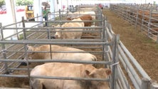 Feira Agrícola na ilha de Santa Maria