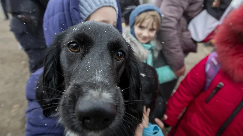 Animais de companhia provenientes da Ucrânia têm registo gratuito na Madeira